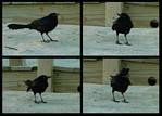 (04) crow montage.jpg    (1000x720)    261 KB                              click to see enlarged picture